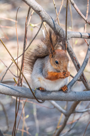The squirrel with nut sits on a branches in the spring or summer. Eurasian red squirrel, Sciurus vulgarisの写真素材