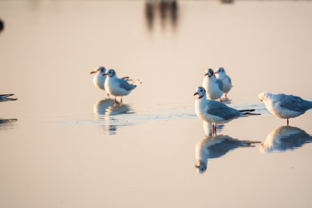 Flock of Seagulls, The European herring gull, swims on the calm lake shore in sunset. Seagulls swim and stand in the water on the lake shoreの写真素材