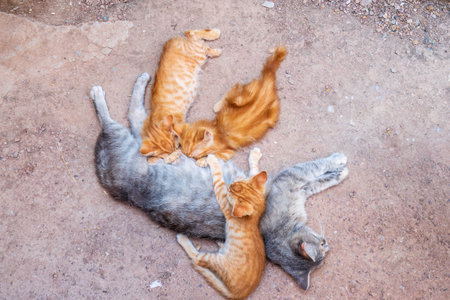 Mother cat resting on a concrete floor and nursing her three ginger kittens. Three ginger kittens drink milk from gray mother cat lying on the ground, otdoors. Kittens brood feeding by mother catの写真素材
