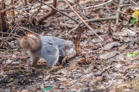 Squirrel in autumn or spring hides nuts on the green grass with fallen yellow leaves. Squirrel looking for food on the ground. wild animal. autumn or spring forest.の写真素材