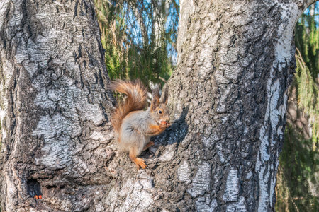The squirrel with nut sits on a branches in the spring or summer. Eurasian red squirrel, Sciurus vulgarisの写真素材