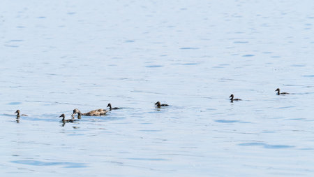 A family of ducks, a duck and its little ducklings are swimming in the water. The duck takes care of...