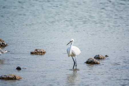 The small white heron or Little egret stands in the lake. Small White Heron, lat. Egretta garzetta, looking at fish in shallow waterの写真素材