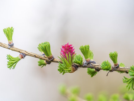 Larch tree fresh pink cones blossom at spring on nature background. Branches with young needles European larch Larix decidua with pink flowers.の写真素材