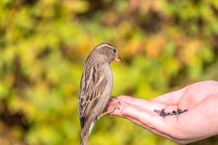The boy feeds the birds with seeds from his hand. Sparrow eats seeds from the boy's hand The Sparrow sits on boy's hand.の写真素材