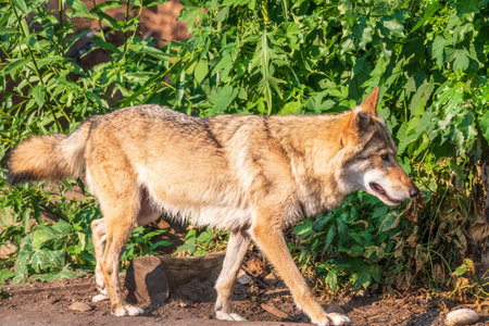 Gray wolf in the forest on the green grass. The wolf, Canis lupus, also known as the gray wolf or gray wolf, is a large canine native to Eurasia and North Americaの写真素材