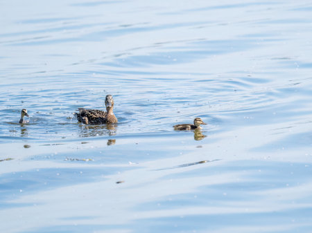 A family of ducks, a duck and its little ducklings are swimming in the water. The duck takes care of its newborn ducklings. Ducklings are all included. Mallard, lat. Anas platyrhynchosの写真素材