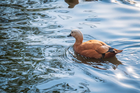 Ruddy Shelduck, or red duck, lat. Tadorna ferruginea, swimming on a lake. It is waterfowl family of ducks, similar to the common. The bird has a orange-brown plumage with a lighter head.の写真素材