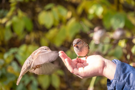 The boy feeds the birds with seeds from his hand. Sparrow eats seeds from the boy's hand The Sparrow sits on boy's hand.の写真素材