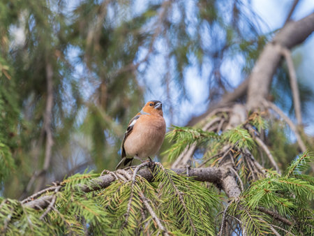Common chaffinch sits on a branch in spring on green background. Beautiful songbird Common chaffinch in wildlife. The common chaffinch or simply the chaffinch, latin name Fringilla coelebs.の写真素材
