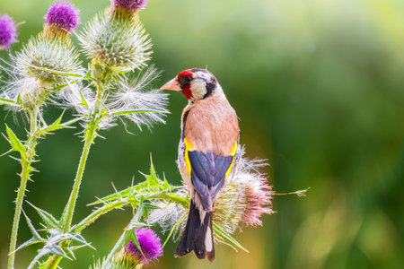 European goldfinch, feeding on the seeds of thistles. European goldfinch or simply goldfinch, latin name Carduelis carduelis, Perched on a Branch of thistleの写真素材