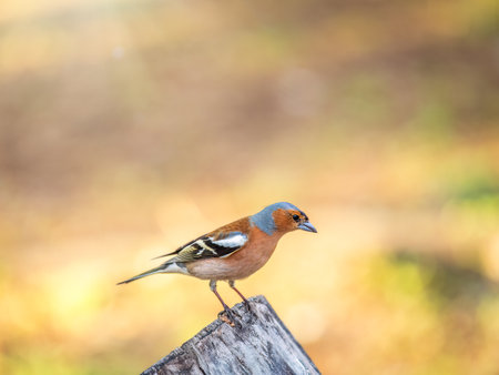 Common chaffinch sits on a tree. Beautiful songbird Common chaffinch in wildlife. The common chaffinch or simply the chaffinch, latin name Fringilla coelebs.の写真素材