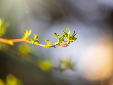 Green bushes with young leaves in the sunset. Background springtime image.