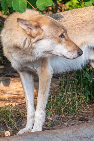 Gray wolf in the forest on the green grass. The wolf, Canis lupus, also known as the gray wolf or gray wolf, is a large canine native to Eurasia and North Americaの写真素材