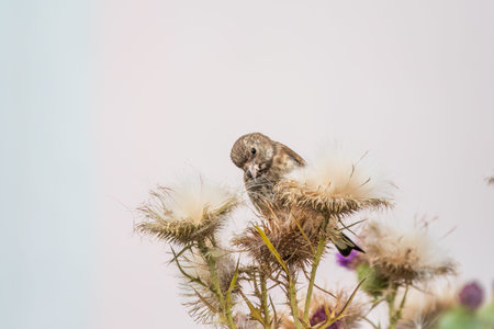 European goldfinch with juvenile plumage, feeding on the seeds of thistles. Juvenile European...