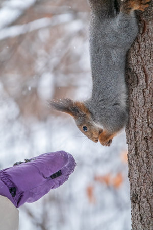 Girl feeds a squirrel with nuts at winter. Squirrel eats nuts from the girls hand. Caring for animals in winter or autumn.の写真素材
