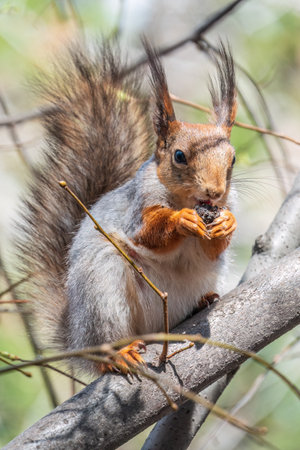 The squirrel with nut sits on a branches in the spring or summer. Eurasian red squirrel, Sciurus vulgarisの写真素材