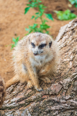 Meerkat, Suricata suricatta, on hind legs. Portrait of meerkat standing on hind legs with alert expression. Portrait of a funny meerkat sitting on its hind legs and watching out for enemiesの写真素材
