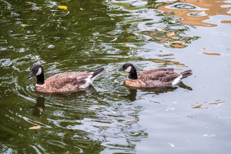 Canada goose, Branta canadensis, swimming in a lake. Canada Geese have a black head with white cheeks and chinstrap, black neck, tan breast, and brown back.の写真素材