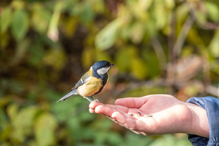 A tit sits on a man's hand and eats seeds. Taking care of birds.の写真素材