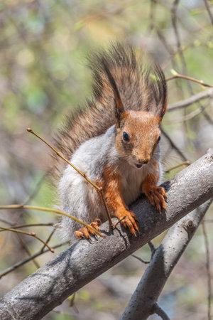 The squirrel sits on a branch in the spring or summer. Eurasian red squirrel, Sciurus vulgarisの写真素材