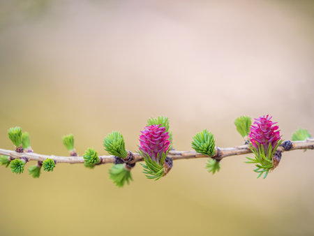 Larch tree fresh pink cones blossom at spring on nature background. Branches with young needles European larch Larix decidua with pink flowers.の写真素材