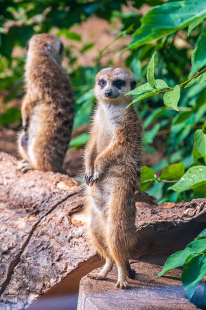 Two cute curious meerkats stand on their hind legs on a sandy hill and look away. Two meerkats stand on their hind legs.の写真素材