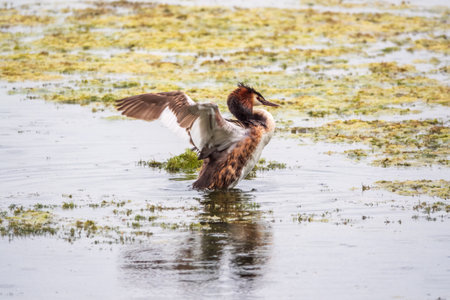 The waterfowl bird Great Crested Grebe swimming in the calm lake. The great crested grebe, Podiceps cristatus, is a member of the grebe family of water birds.の写真素材