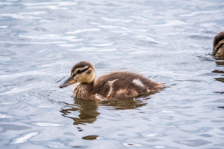 Cute little duckling swimming alone in a lake or river with calm water. agriculture, farming. happy duck. cute and humorの写真素材
