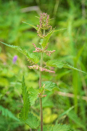 The nettle, Urtica dioica, with green leaves grows in natural thickets. Medicinal wild plant nettle. Nettle grass with fluffy green leaves. Nettle herb grows in the ground.の写真素材