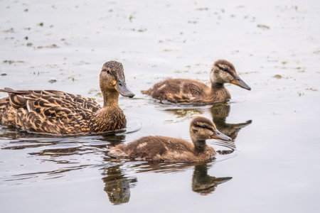 A family of ducks, a duck and its little ducklings are swimming in the water. The duck takes care of its newborn ducklings. Ducklings are all included. Mallard, lat. Anas platyrhynchosの写真素材