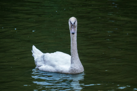 A graceful white swan swimming on a lake with dark water. The white swan is reflected in the water. The mute swan, Cygnus olorの写真素材