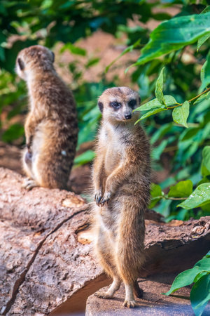 Two cute curious meerkats stand on their hind legs on a sandy hill and look away. Two meerkats stand on their hind legs.の写真素材