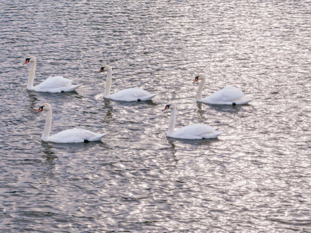 Aerial view of some white swan birds on a lake during a beautiful summer morning. Birds in nature. White swans on the blue lake. air viewの写真素材