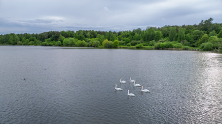Aerial view of some white swan birds on a lake during a beautiful summer morning. Birds in nature. White swans on the blue lake. air viewの写真素材