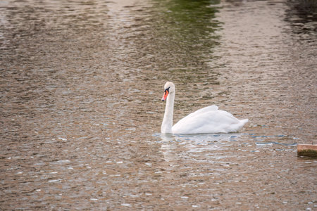 A graceful white swan swimming on a lake with dark water. The white swan is reflected in the water. The mute swan, Cygnus olorの写真素材