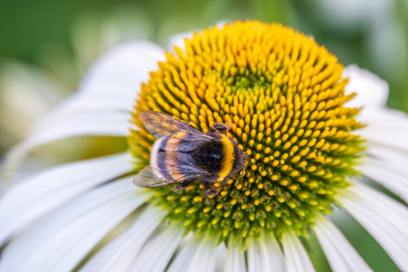 A closeup shot of a bee collecting pollen on a white echinacea flower. A Bumblebee on a white...