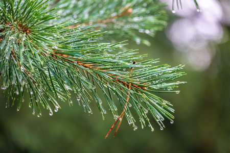 Background of green pine branches with water drops after rain. fresh pine branch