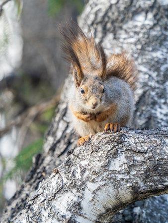The squirrel sits on a branch in the spring or summer. Eurasian red squirrel, Sciurus vulgarisの写真素材