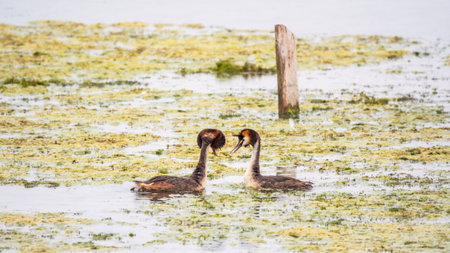 Mating games of two water birds Great Crested Grebes. Two waterfowl birds Great Crested Grebes swim in the lake with heart shaped silhouette.の写真素材