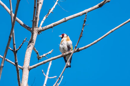 Detailed photo of an European goldfinch between branches. European Goldfinch, Carduelis carduelis, sitting on a branchの写真素材