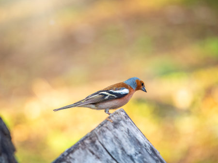 Common chaffinch sits on a tree. Beautiful songbird Common chaffinch in wildlife. The common chaffinch or simply the chaffinch, latin name Fringilla coelebs.の写真素材