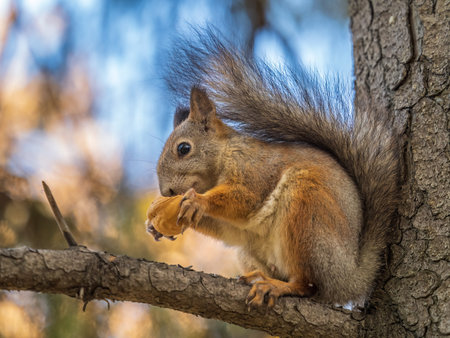 The squirrel with nut sits on tree in the autumn. Eurasian red squirrel, Sciurus vulgaris. Portrait of a squirrel in autumnの写真素材
