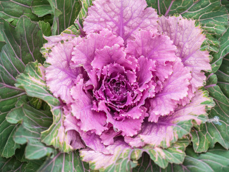 Close up of endless field with green leaves and purple veins of red cabbage plants. Red cabbage,...
