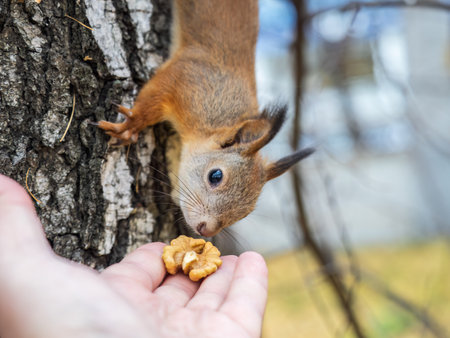 A squirrel in the autumn eats nuts from a human hand. Eurasian red squirrel, Sciurus vulgaris.の写真素材