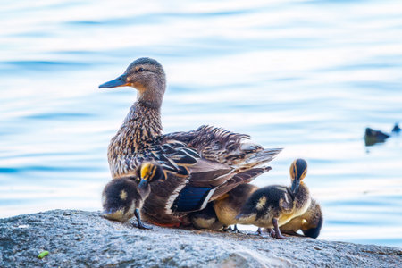 Adult duck with many ducklings sits on green shore of pond. The ducklings are sitting on the shore with the mother duck. The duck takes care of its newborn ducklings. Mallard, lat. Anas platyrhynchosの写真素材