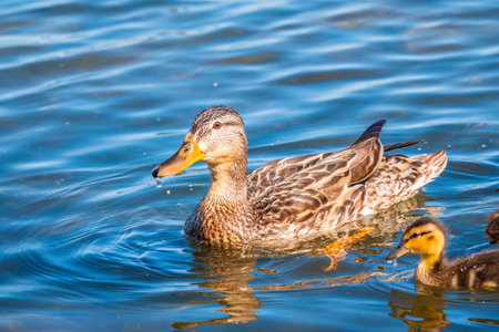A family of ducks, a duck and its little ducklings are swimming in the water. The duck takes care of its newborn ducklings. Ducklings are all included. Mallard, lat. Anas platyrhynchosの写真素材