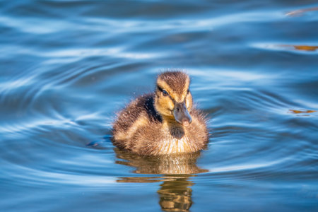 Cute little duckling swimming alone in a lake or river with calm water. agriculture, farming. happy duck. cute and humorの写真素材
