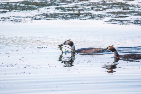 Two waterfowl birds Great Crested Grebes swim in the lake. The great crested grebe, Podiceps cristatus, is a member of the grebe family of water birds.の写真素材