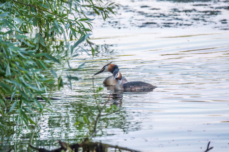 Two waterfowl birds Great Crested Grebes swim in the lake. The great crested grebe, Podiceps...